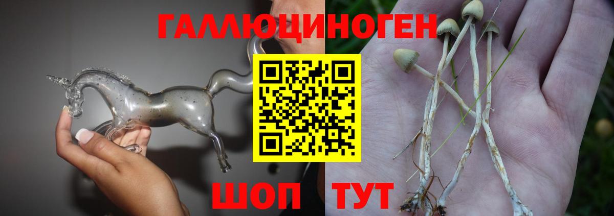 Псилоцибиновые грибы Psilocybe Лесной